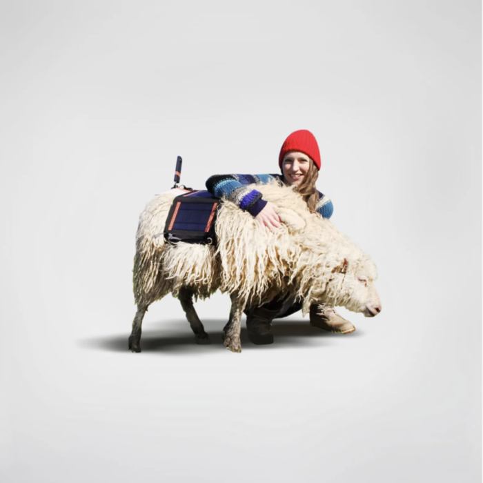 Sheep View